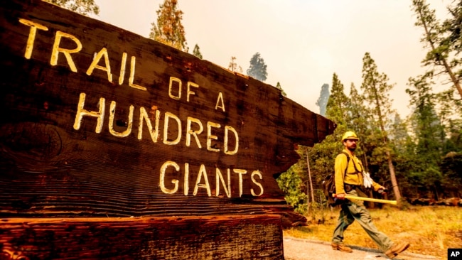 Seorang petugas pemadam kebakaran berupaya memerangi Windy Fire yang bergerak mendekati jalan setapak "Trail of 100 Giants" di hutan nasional Sequoia, California, 19 September 2021. (AP Photo/Noah Berger)