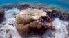 Scientists Record Biggest Ever Coral Die-off on Australia's Great Barrier Reef