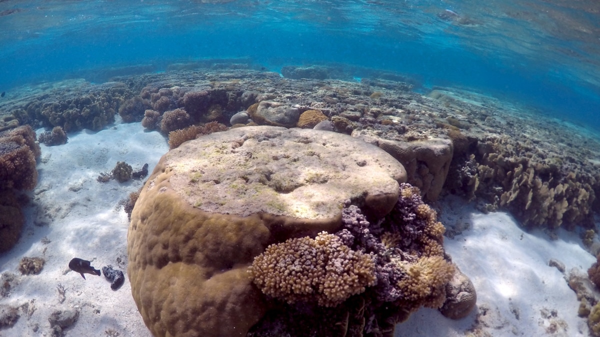 New Study Suggests Global Marine Food Chain Collapse Biology Diagrams