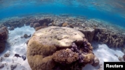 FILE - A large piece of coral can be seen in the lagoon located on Lady Elliot Island and 80 kilometers north-east from the town of Bundaberg in Queensland, Australia, June 9, 2015.