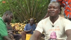 Dans un village ivoirien, le succès du cacao bio, meilleur et plus rentable