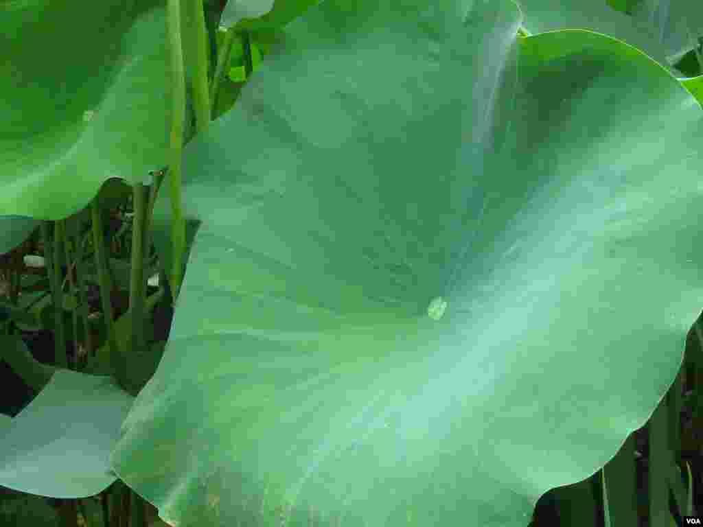 Sejumlah sekoci penyelamat mengapung dekat kapal kargo Sulpicio Express Siete sehari setelah bertabrakan dengan kapal feri penumpang di perairan kota Talisay, provinsi Cebu, Filipina tengah.&nbsp;