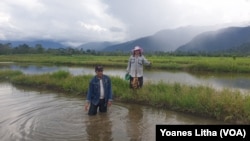 Runtu Lemba Tumatio (57) berdiri diatas lahan sawah miliknya yang terendam air danau di Desa Toinasa, Kecamatan Pamona Barat, Minggu (3/10/2021). (Foto: VOA/Yoanes Litha)