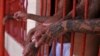 Investigación periodística acusa a Gobierno de Bukele de negociar con pandillas 