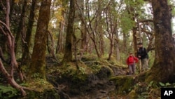 FILE - Trekkers hike through a densely forested area near Ghorepani, Nepal, Oct. 23, 2014.