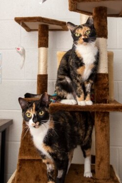 Cats up for adoption at the Animal Welfare League of Alexandria, Virginia. (Animal Welfare League of Alexandria)