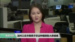 VOA 连线（魏之）：加州三名华裔男子非法种植销售大麻被捕