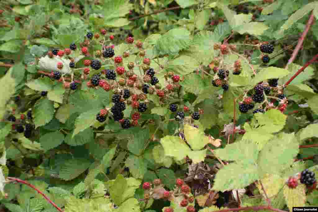 ປ່າໝາກ ບລູແບຣີ