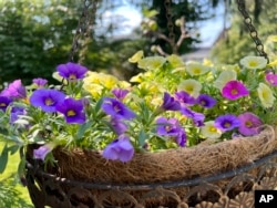 This July 28, 2023, photo provided by Jessica Damiano shows a hanging basket of million bells (Calibrachoa) growing in a Long Island, New York, garden. (Jessica Damiano via AP)