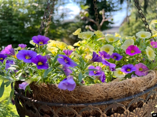 This July 28, 2023, photo provided by Jessica Damiano shows a hanging basket of million bells (Calibrachoa) growing in a Long Island, New York, garden. (Jessica Damiano via AP)