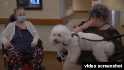 治療犬幫助療養院居民脫離孤獨的痛苦