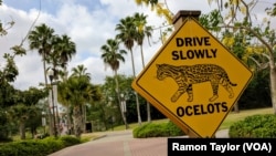 At the University of Texas Rio Grande Valley, in Brownsville, Texas, a crossing sign featuring the ocelot — a former school mascot — remains on campus. However, you are unlikely to spot one anywhere int he country. Biologists have estimated there are less