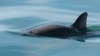 Mexico Plans Expedition to Find Endangered Porpoises