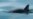 Mexico Plans Expedition to Find Endangered Porpoises