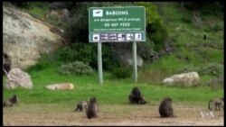 Sounds of Predators Let Baboons Know There's No Free Lunch