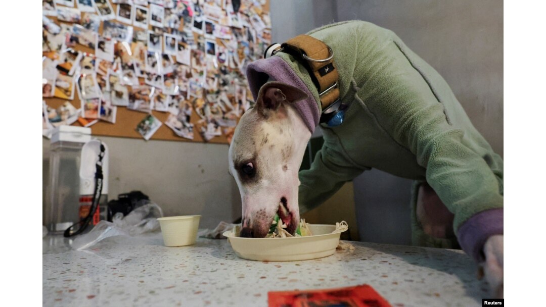 A dog eats a prepared dish at Kong Shan Yunnan Bistro in Shanghai, China, on Jan. 25, 2025.