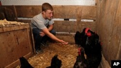 Eric Davis feeds chickens in the chicken coop Sept. 1, 2020, near Jenera, Ohio.