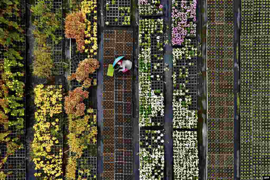 This aerial view shows a farmer sorting potted plants in the Daxi district of the northern city of Taoyuan, Taiwan.