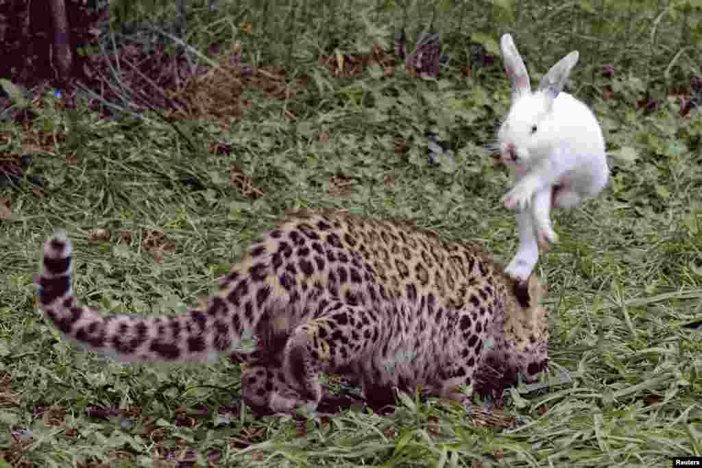 Seekor kelinci melompat untuk menghindari terkaman anak macan tutul selama uji &#39;naluri&#39; di sebuah taman satwa liar di Qingdao, Provinsi Shandong, China.