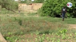 AMBIENTE: Níger reverdecido por valioso árbol Gao