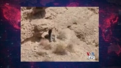 مشاهده یک پلنگ در پناهگاه حیات‌وحش کاوه‌ده فیروزکوه
