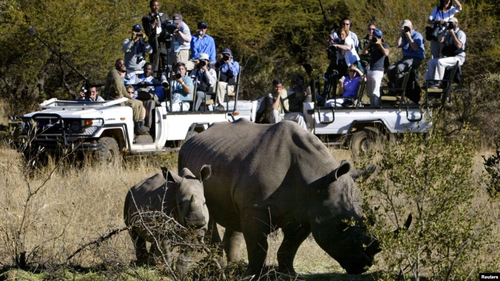 FILE - Rhinos graze as the White House press corps awaits U.S. President George W. Bush as he toured the Mokolodi Nature Reserve in Botswana, July 10, 2003.