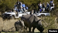 FILE - Rhinos graze as the White House press corps awaits U.S. President George W. Bush as he toured the Mokolodi Nature Reserve in Botswana, July 10, 2003.