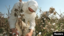 FILE - An Uzbek woman picks up cotton in a field outside Tashkent.