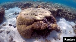 Sepotong karang besar terlihat di laguna yang terletak di Lady Elliot Island 80 kilometer sebelah timur kota Bundaberg di Queensland, Australia, 9 Juni 2015. (Foto: dok. REUTERS/David Gray)