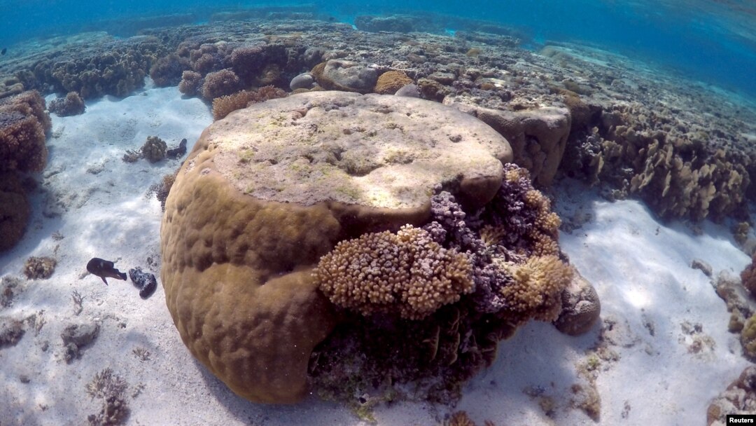 FILE - A large piece of coral can be seen in the lagoon located on Lady Elliot Island and 80 kilometers north-east from the town of Bundaberg in Queensland, Australia, June 9, 2015. The Great Barrier Reef is a World Heritage site that brings Australia $5 billion per year in tourism.