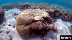 FILE - A large piece of coral can be seen in the lagoon located on Lady Elliot Island and 80 kilometers north-east from the town of Bundaberg in Queensland, Australia, June 9, 2015.