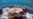 New Study Suggests Global Marine Food Chain Collapse