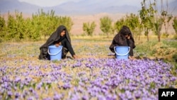  ادارۀ انکشاف بین‌المللی ایالات متحده گفته است که این نهاد زمینه آموزش کشت بهتر زعفران را برای به بیش از ده‌هزار نفر به شمول صدها زن کشاورز در هرات فراهم کرده است.