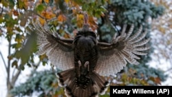 A wild turkey flies up to it's evening roost in a tree on Staten Island, New York. (Nov.2013)