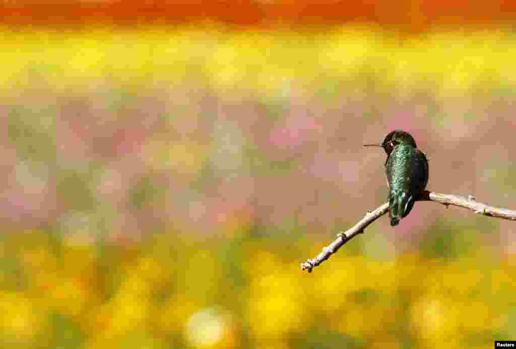 موسم بہار کی رُت