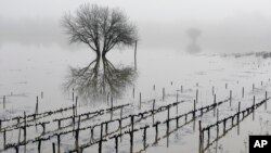 Vineyards remain flooded in the Russian River Valley, Jan. 9, 2017, in Forestville, California. 