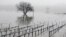 Vineyards remain flooded in the Russian River Valley, Jan. 9, 2017, in Forestville, California. 