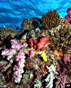 Reef in Fiji with great diversity of coral species