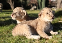 Anak singa berusia lima hari di taman safari Taigan di Belogorsk, Krimea 3 Januari 2021. (REUTERS/Alexey Pavlishak)