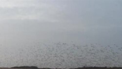 အမေရိကန် လူဝင်မှုကြီးကြပ်ရေးပြဿနာနဲ့လုပ်သားရှားပါးမှု