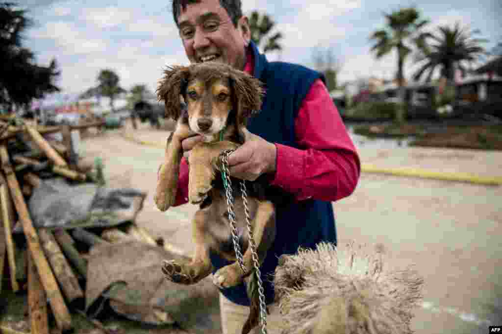 Jorge Castro menyelamatkan anjing-anjing yang tersesat setelah tsunami yang melanda setelah gempa bumi 8,3 Skala Richter mengguncang Chile hari Kamis. Gempa tersebut telah mengakibatkan 12 orang tewas dan lima lainnya hilang, di&nbsp;​Coquimbo, 450 kilometer sebelah utara Santiago, Chile.