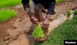 FILE - A farmer harvests rice seedlings in a nursery paddy field on the outskirts of Madagascar's capital, Antananarivo, Oct. 30, 2013. Researchers found that rice and mung beans remains show Southeast Asians settled the African island 1,300 years ago.