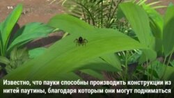 Полет паука