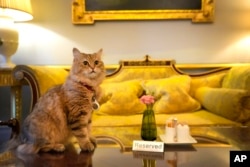 FILE - Lilibet the cat, who is a Siberian Forest Cat and lives in the Lanesborough Hotel in London, Wednesday, March 13, 2024. (AP Photo/Kirsty Wigglesworth)