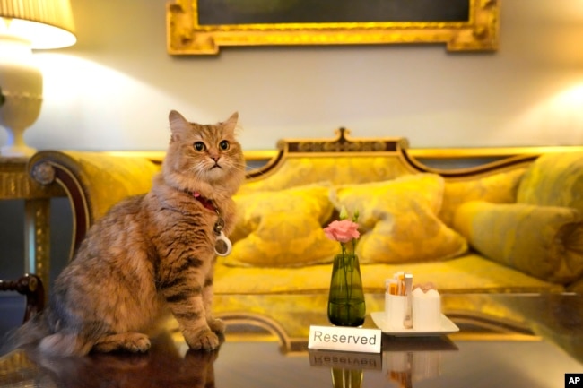 FILE - Lilibet the cat, who is a Siberian Forest Cat and lives in the Lanesborough Hotel in London, Wednesday, March 13, 2024. (AP Photo/Kirsty Wigglesworth)