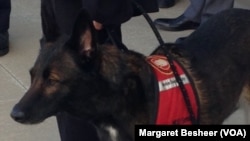 Senna, a 9-year-old Belgian Malinois, is a veteran mine-detection dog who sniffed her way across 1.5 million square meters of Afghanistan during 5-1/2 years of working with the U.S. Air Force there.