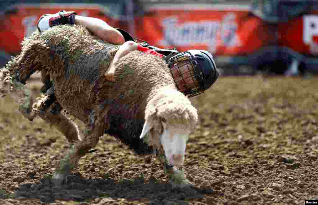 A boy competes in mutton busting at the Iowa State Fair in Des Moines, Iowa, Aug. 13, 2019.