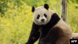 Panda bernama Bao Li saat masih berada di habitatnya di Wolong, China, pada 16 Mei 2024. (Foto: AFP/Roshan Patel/Smithsonian's National Zoo and Conservation Biology Institute)