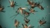 WHO: Kasus Zika Harus Ditangani sebagai Masalah Jangka Panjang