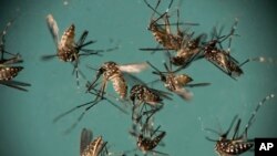 FILE - In this Sept. 29, 2016 photo, Aedes aegypti mosquitoes, responsible for transmitting Zika, sit in a petri dish at the Fiocruz Institute in Recife, Brazil. 